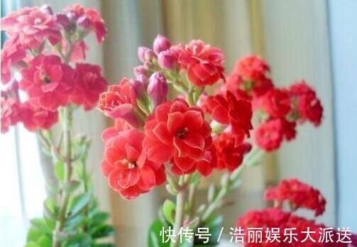 “5种花”养一盆在家，旺人又旺财，一开就是300多天，好养、漂亮