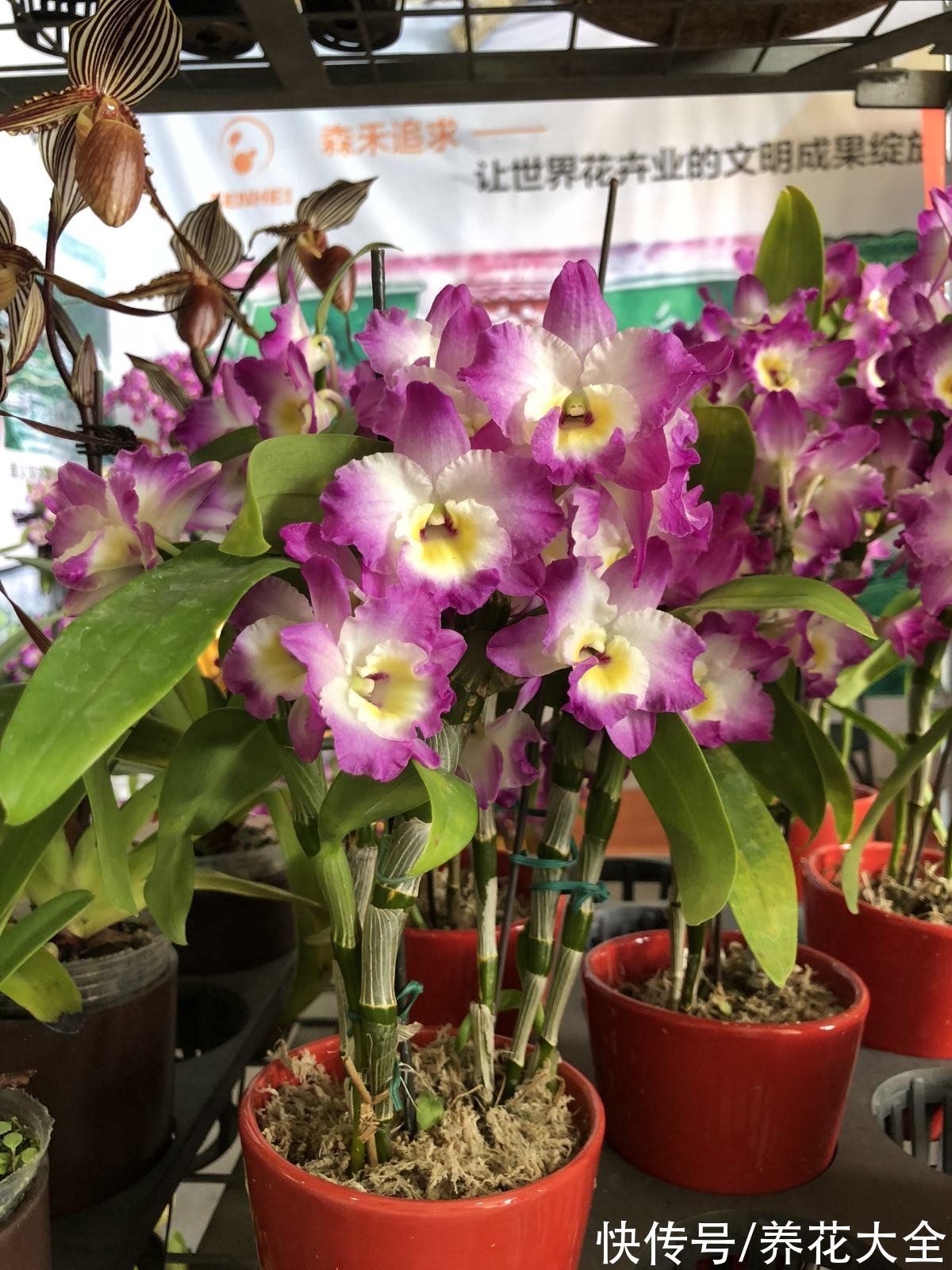 兰花|养花还有鄙视链?养普货兰花被嘲笑,爷爷气得不打一处来