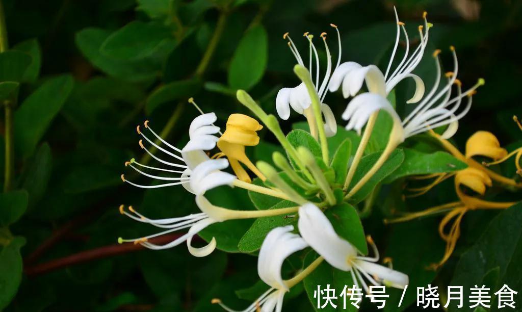 5种花不怕冷，扔在室外不用管，花朵挂满枝头，鲜艳多姿，很漂亮