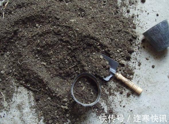 养花旧土别扔,“3样”东西加一点,土质肥沃,养花特旺,开花多