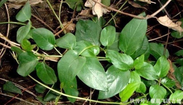闻着臭,吃着香,嫩用是菜,晒干是药,作用真不小,你或许见过