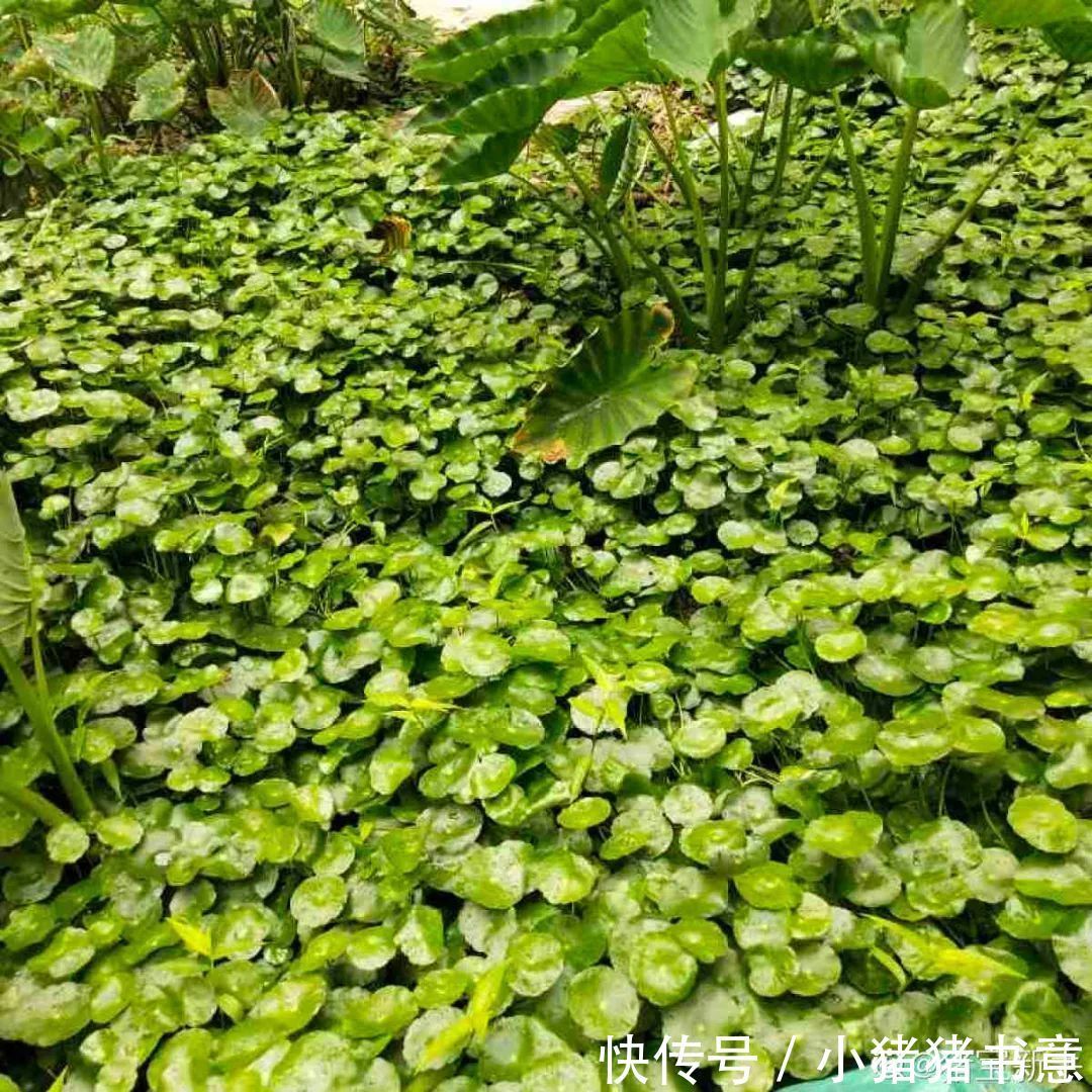 天竺葵|超好养的18种植物，第一名竟然是它！绿萝只能排倒数