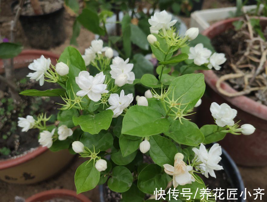 生根液|茉莉花冬季黄叶不长？教你做3步，冒新芽，开满花，满屋飘香