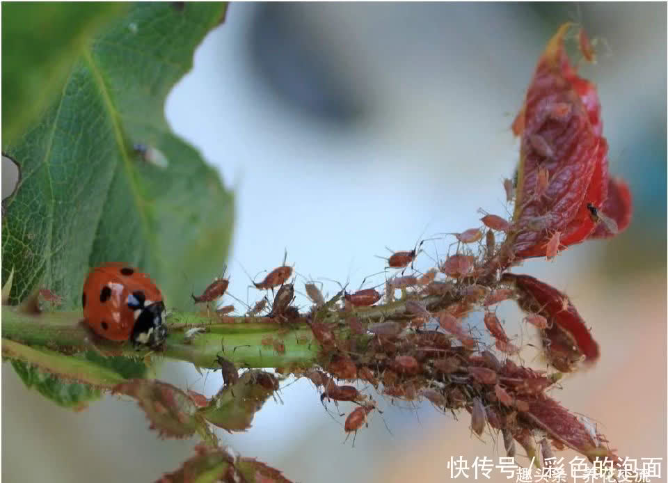 蚜虫用有机和化学方法清除的差别 知己知彼 养花才会变得轻松 快资讯