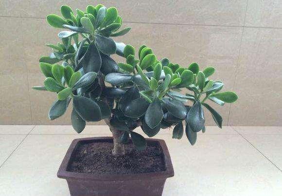 3种花不要怕修剪,剪的越很长势越旺盛,不然越变越丑