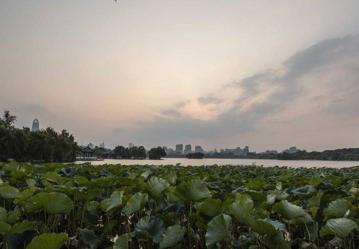 大明湖|济南大明湖新增“一景”