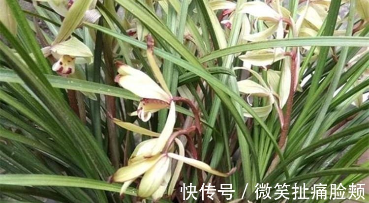 花友们|养兰花，给它喷点“生根水”，大白根直冒，长得肥肥壮壮！