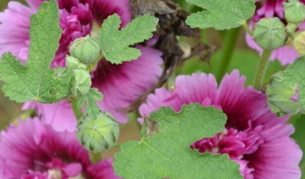 此花乃天国之花 比栀子花还香 还很好养 花繁色丽 观赏佳品 粉紫色 此花乃天国之花 比栀子花还香 还很好养 花繁色丽 观赏佳品 粉紫色