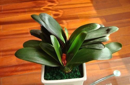 壮花|王大爷养君子兰经验真足!花肥就用此2种,根壮花旺长势好!