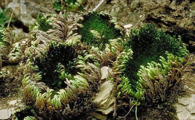 观赏价值|谁上山遇到万岁草，也别忽视，记得拔1棵带回家，好处很多