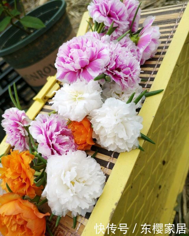 松叶牡丹|一种“泼辣花”，给点太阳就开花，一团杂草，开满“牡丹芍药”