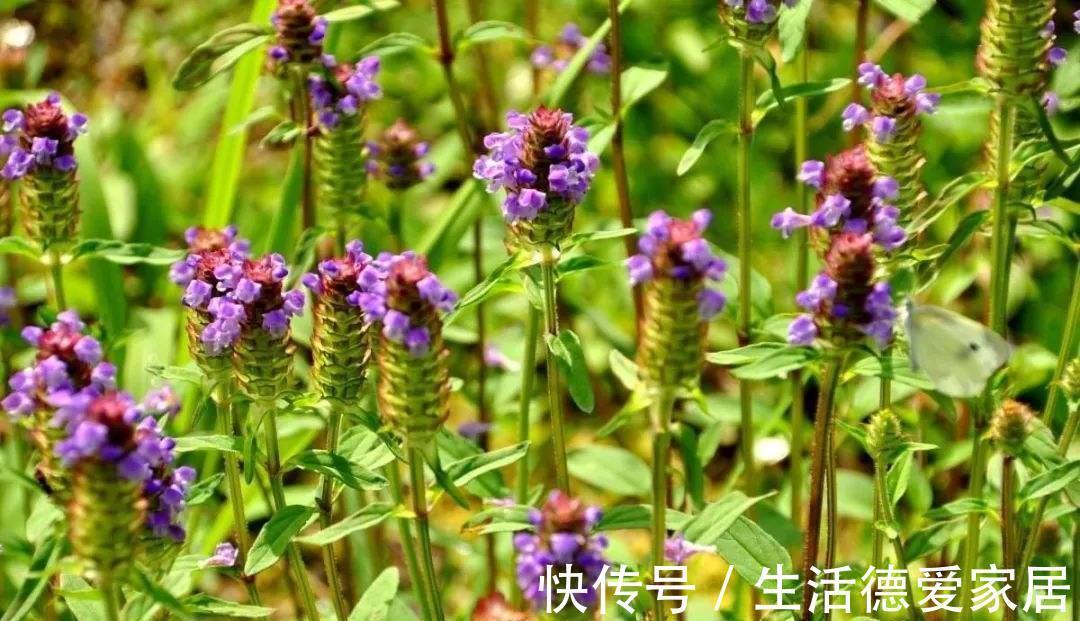 半夏|它既能清热、调理眼疾，还能调和阴阳失眠之症，你真的了解吗