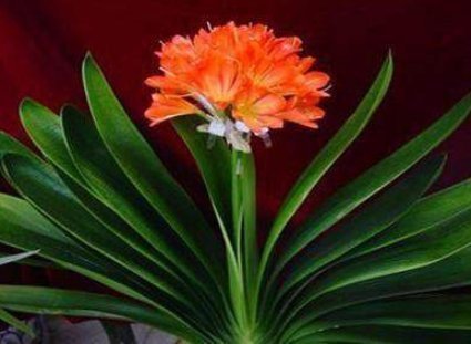 花生壳|养君子兰,学会使用这3种肥料,家家都有,促生长根系壮