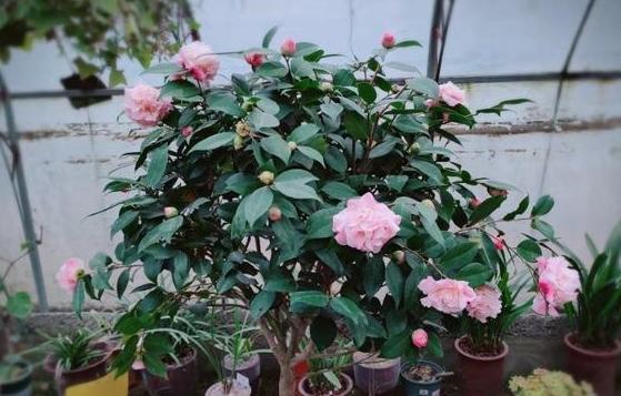 动物内脏|养花就用这些东西“密制”花肥，不花一分钱，还好用不烧根