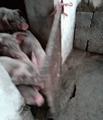 |搞笑GIF：太不像话了 我等了这么久你居然给我看这个