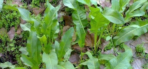 曾是农田一害草,让农民痛恨,如今成高级野菜,爽口酸溜