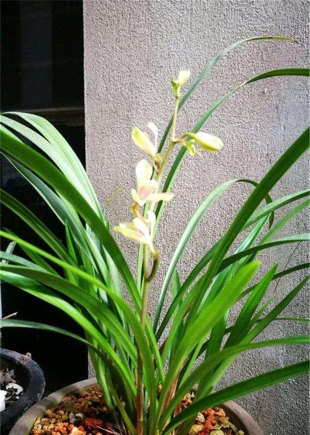 养兰花,想要长得壮,开花多,“这3点”缺一不可,别忽视