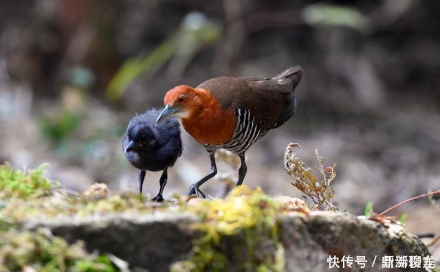 巨龟 不可思议一种13万年前已灭绝的物种再次出现，是一种不会飞的鸟