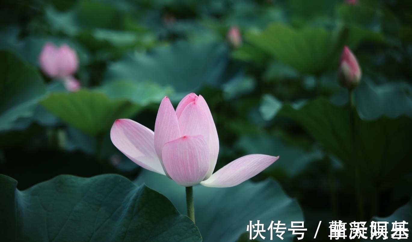旧爱|未来9天,桃花芳香,感动神明,桃花朵朵,旧爱心软,追回旧爱