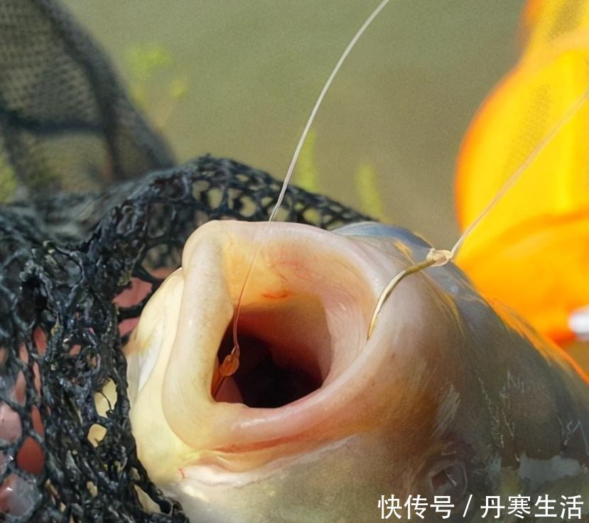 红虫|黑坑鱼突然停口怎么回事?老钓手教你妙招轻松解决