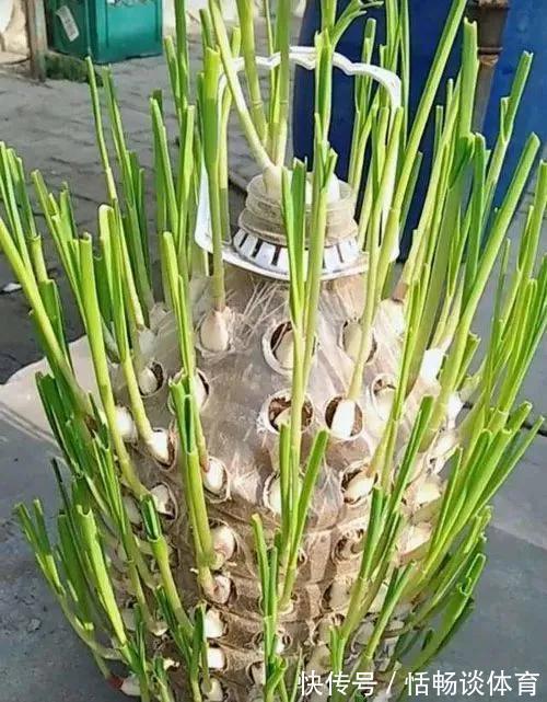 喝完饮料的瓶子不要丢，切一刀，扎三个孔，用来养花省钱又环保