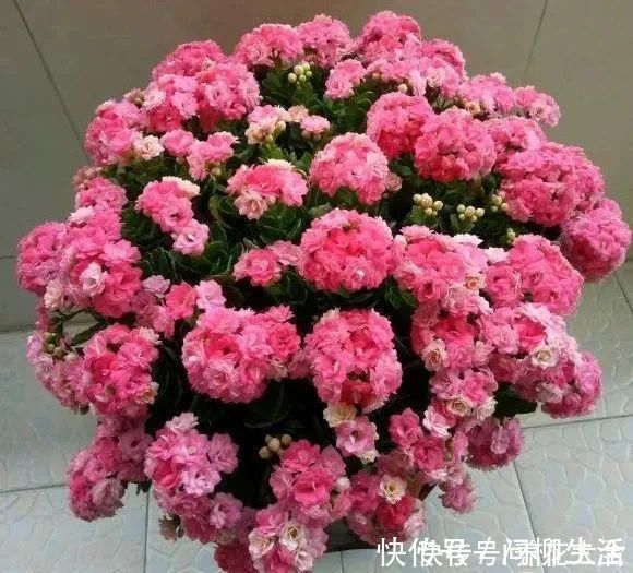 水仙|上万块的蟹爪兰，开花像烟花，养过的人不多