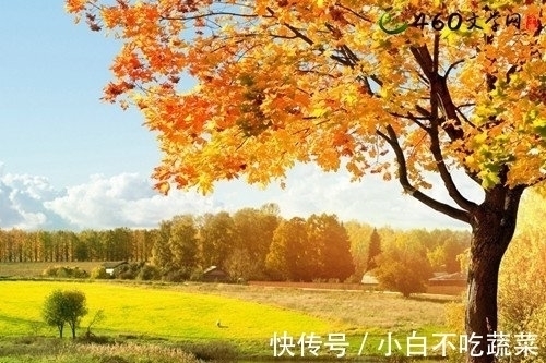 蓦然回首#一念秋风起,一念花辞树。四首古诗,愿你轻拥岁月,笑对流年