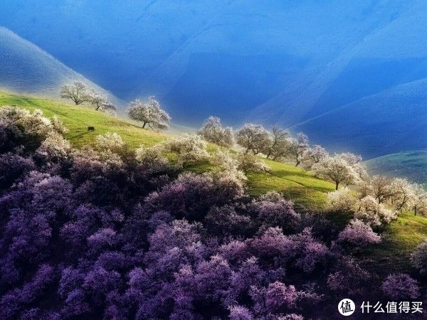 每日风物 篇九十：走进伊犁，收获一整年的“杏”运