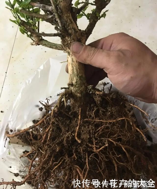 3种花养在小盆里,2年变老桩,茎干粗壮开花香,1次能开50朵