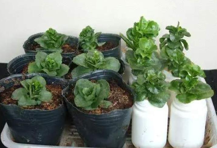 花卉|天热了,扦插花卉正当时,3种花现在扦插生根快,一盆轻松变多盆