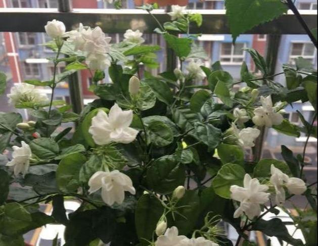 秋天|秋天买茉莉,枝头满花苞3点谨慎,别手欠,开成“爆花王”