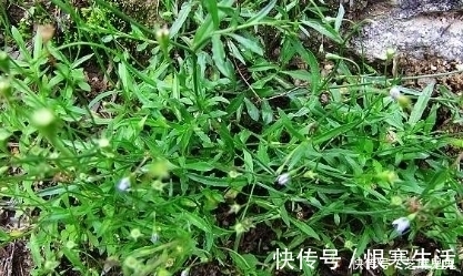 喉痹咽痛|农村田野中这些野草都是上等的中草药,如果不认识就太可惜了!