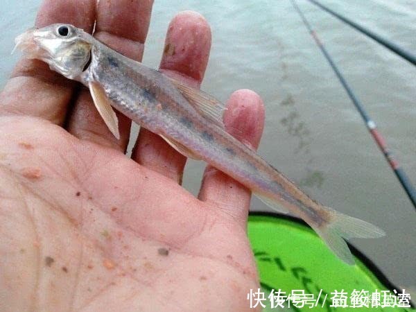 大别山下,淠水河中,此鱼甚多,我们本地人叫它“船钉”