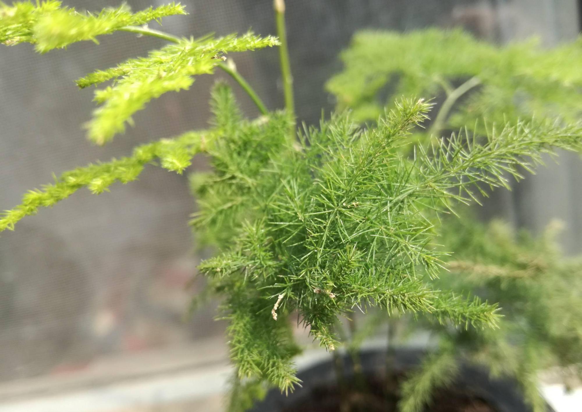 文竹促芽方法多,一杯水就能解决,你知道吗?