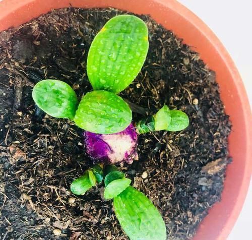 水溶液|黄豆肥、淘米水太臭,用过期药片养花,无异味、肥效充足