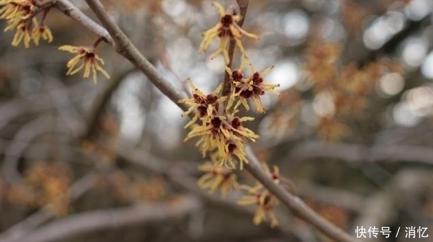 爱情|下周内,缘分桃花十里飘香,实现理想爱情的4大生肖!
