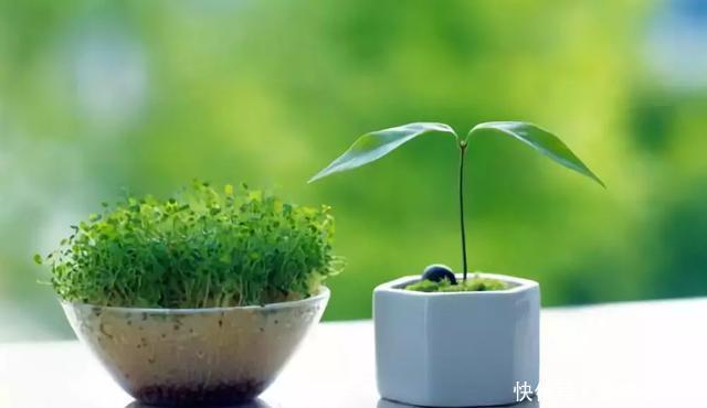 生长|卫生间放一盆这个植物,异味全跑光,绿意盎然又芬芳