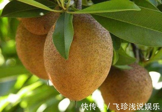 追肥|人心果延长寿命、美容养颜、果农掌握种植要点,收获高产的人心果