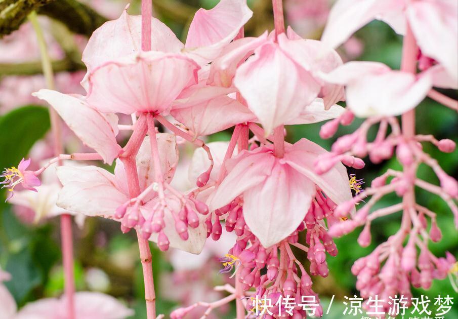 公认难养的10种“漂亮花”,没有几年养花经验,建议别买回家