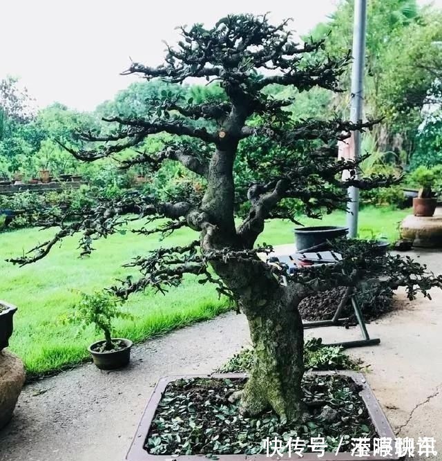 盆景|养盆景不能急于求成,遵循循序渐进的过程,这6点切忌不要触碰