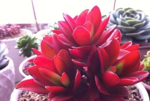 盘点10种“容易度夏”多肉，南北方花友，随便选、随便养