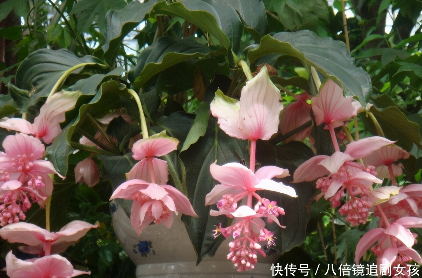 客厅养盆“贵妇花”，珠光宝气，雍容华丽，朋友来串门，倍有面