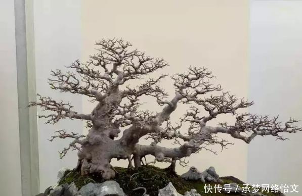 重点|什么算的上是好盆景学会看芯,芯是盆景的重点