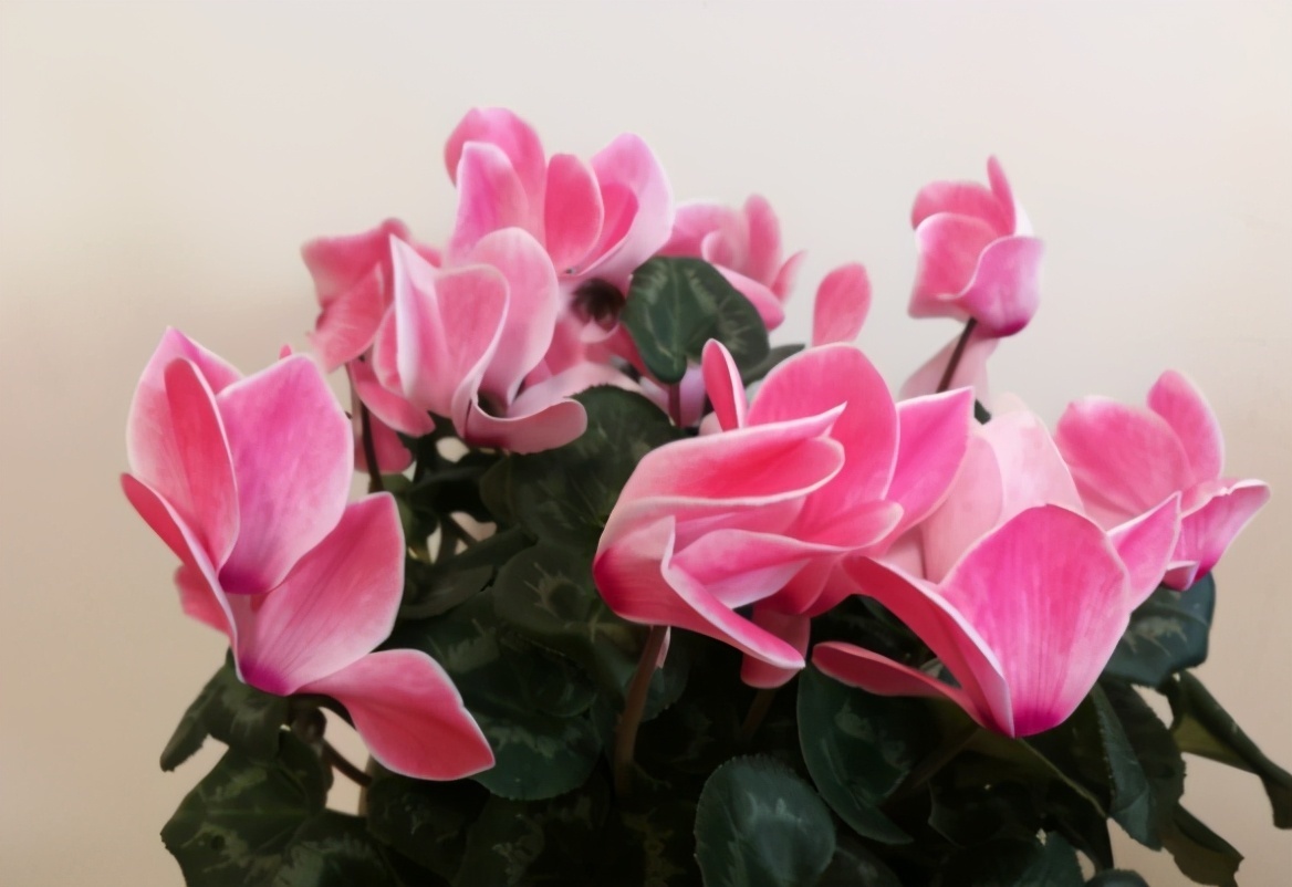 4种花被称为“夏必死”,没有大棚环境,新手春季最好不要买