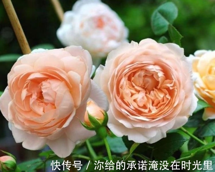 几种花漂亮又好养,比牡丹好看,花开香飘溢满屋,阳台变温馨花园