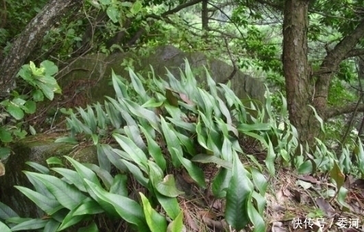 野草|农村这种缠着树长的野草，没想到是治疗肾结石的良药！你见过吗？