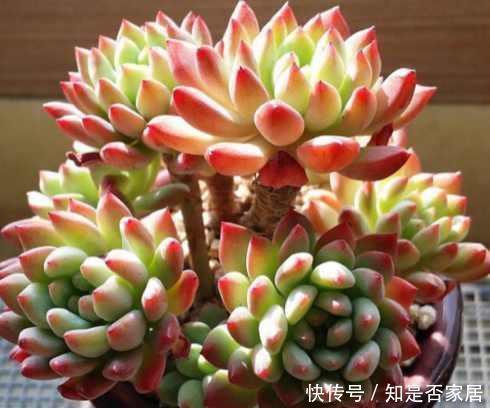 盆里扔点这个,多肉胖成球,肉嘟嘟好可爱