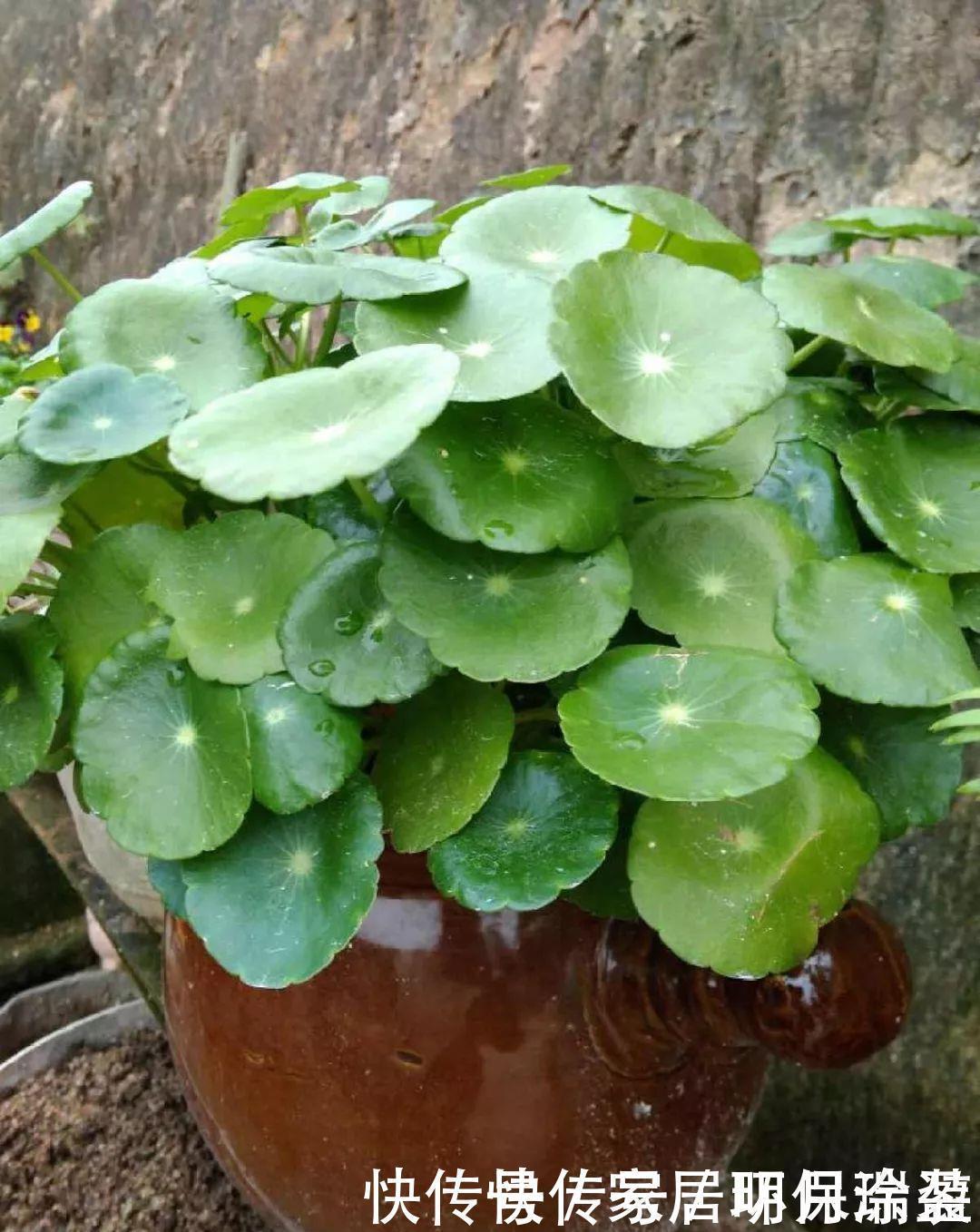 铜钱草|养花达人：张大爷家的花，1年养成“大转盘”，1次冒出25个头！