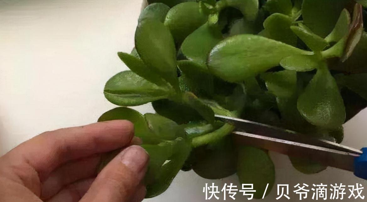 光照|冬天养玉树,注意好这3个步骤,新叶蹭蹭冒,花朵开不停