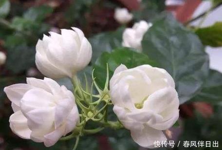 家养这三种花最喜欢喝酸水,用好轻松花开爆满盆,好看又好养